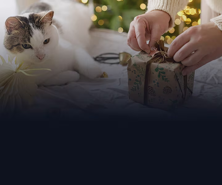 Frau verpackt Weihnachtsgeschenke, Katze überwacht ihre Arbeit - Weihnachtsgeschenke online kaufen auf shöpping.at