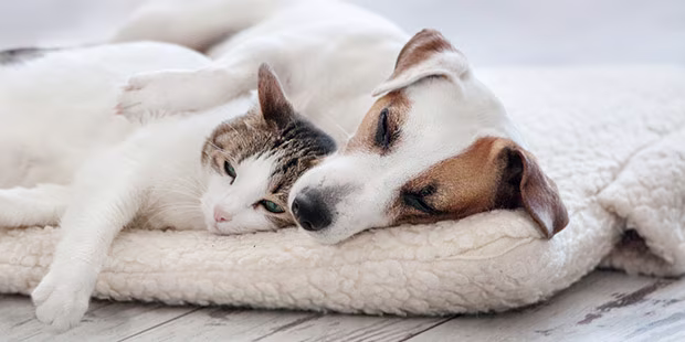 Alles für Ihr Haustier - shöpping.at