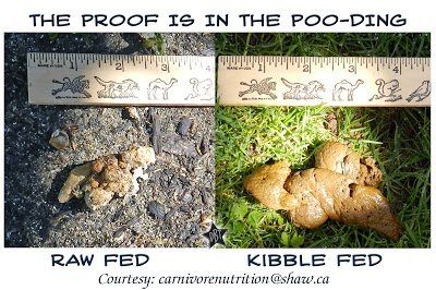 raw food diet dog poop