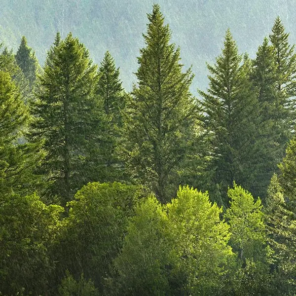 Obrázek lesa