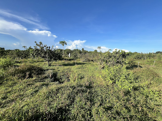Photo 3 of Vườn Bưởi Suối Rao 2.7 ha