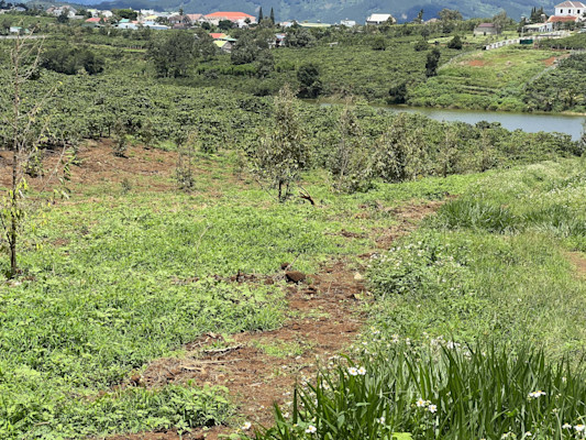 Photo 2 of Di Linh 5 sào