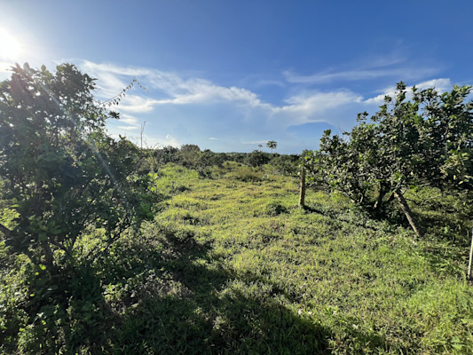 Photo 2 of Vườn Bưởi Suối Rao 2.7 ha