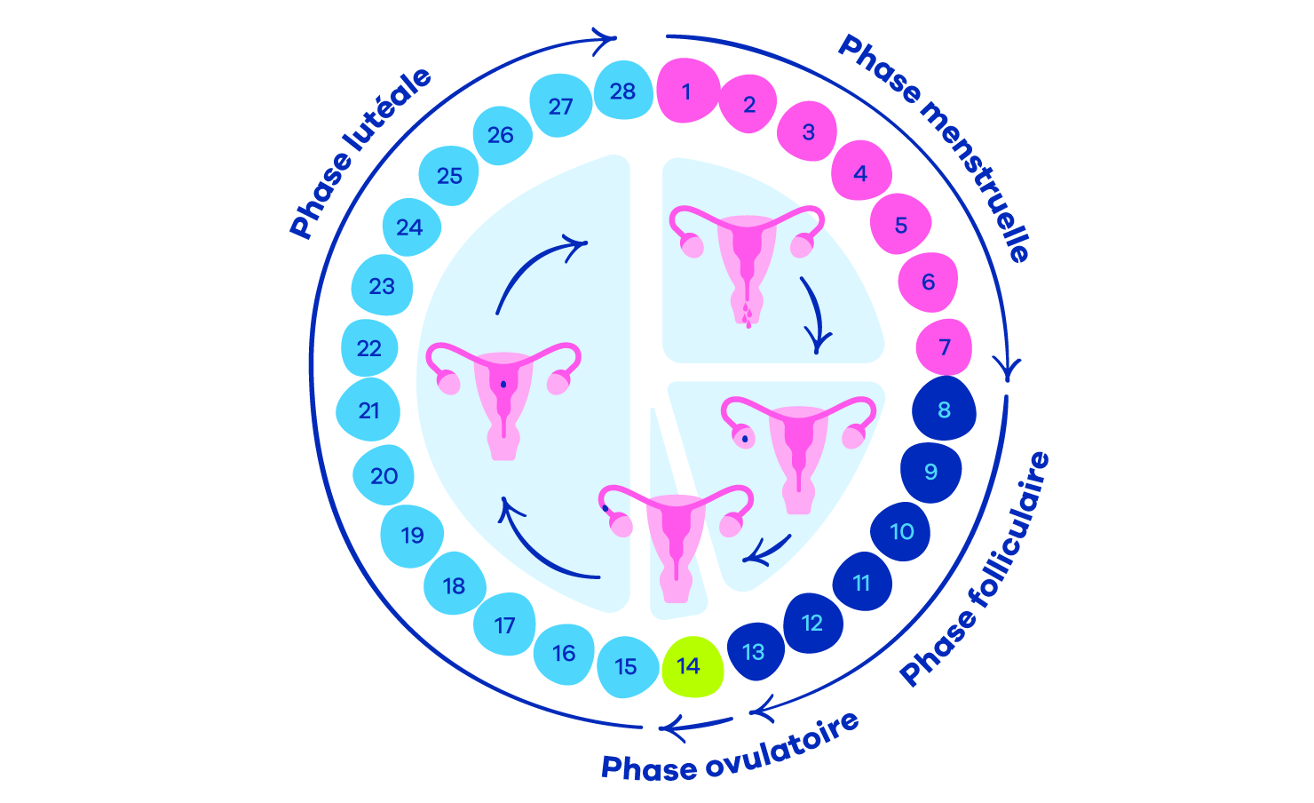 Les 4 phases du cycle menstruel
