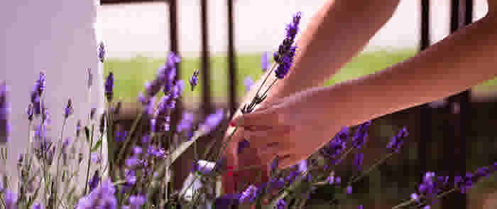 Tutorial - Tuin - Hoe snoei ik een lavendel plant? - Thumbnail