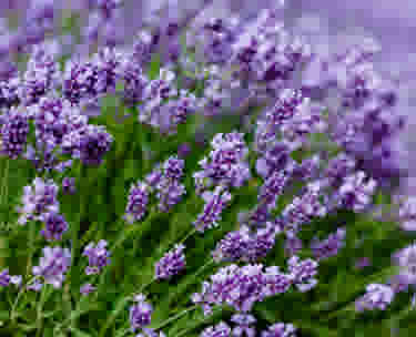 Lavendel snoeien
