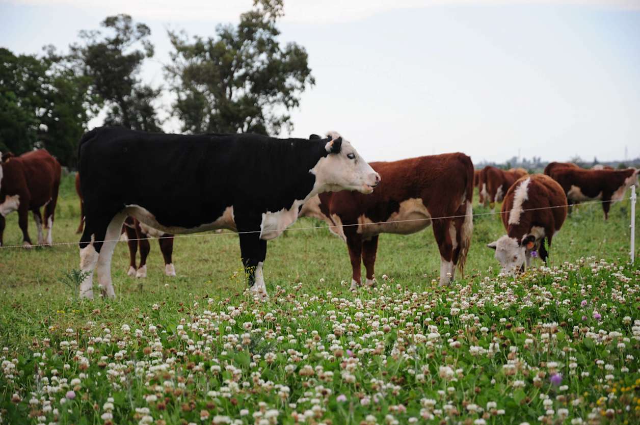 Cows in field