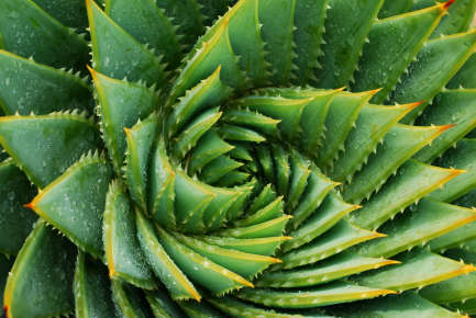 Up close shot of succulent plant