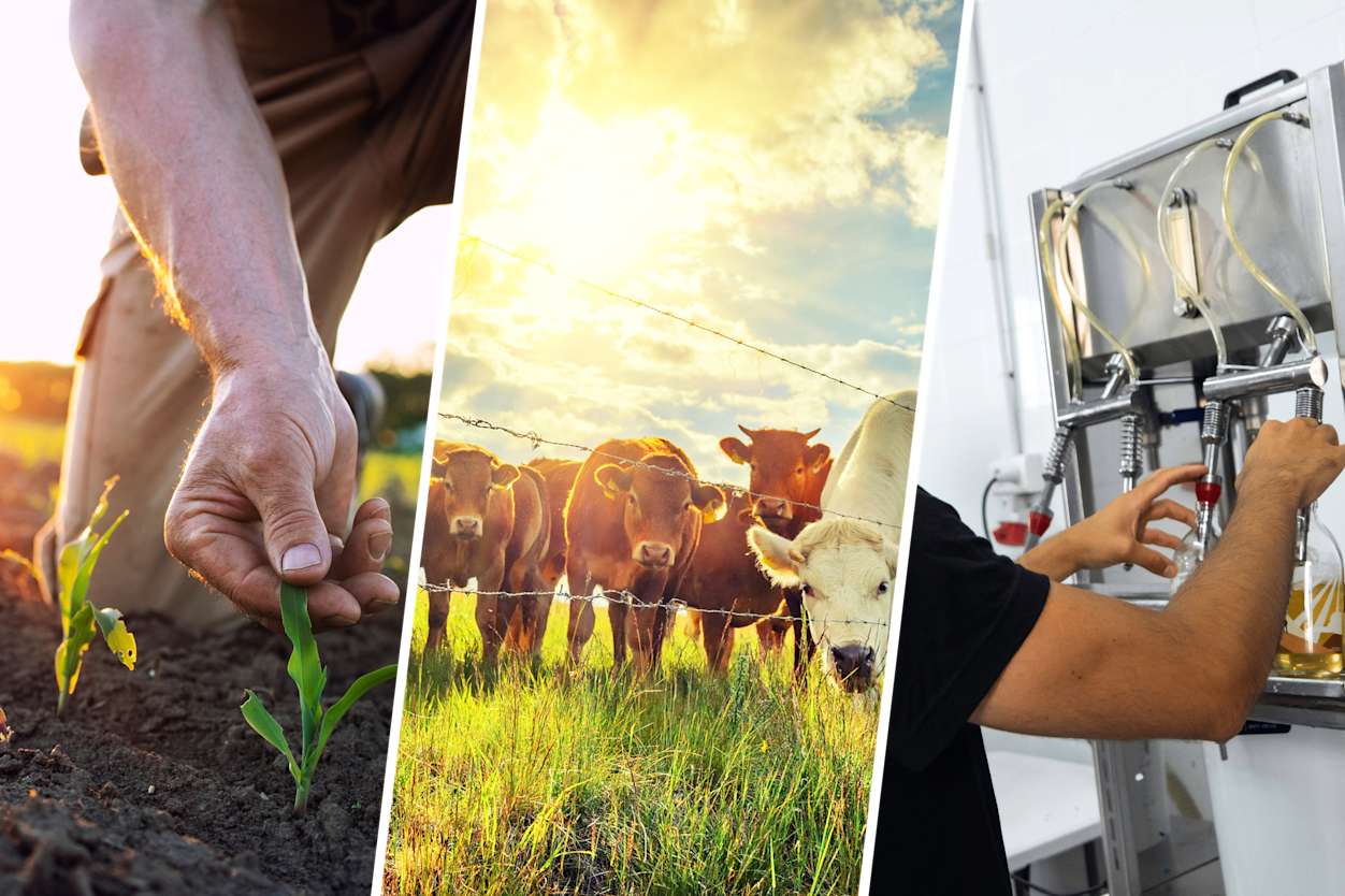 Person tending crops in a field, cows behind a fence, someone working with farm machinery.