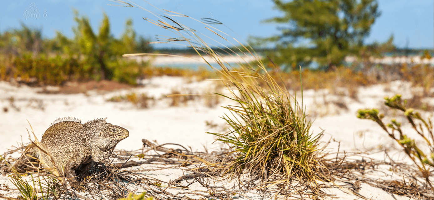 Turks and Caicos Island