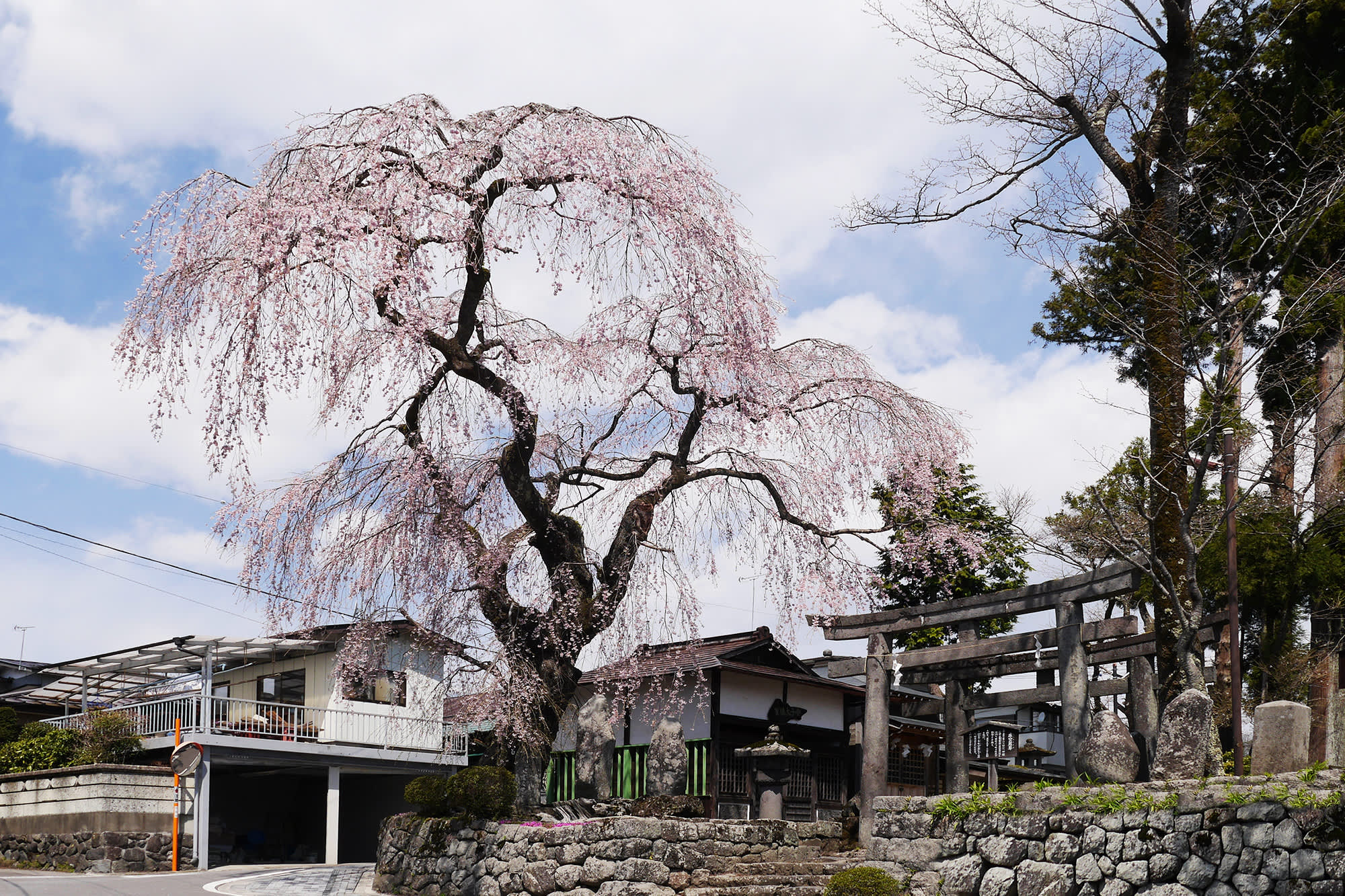 nikko