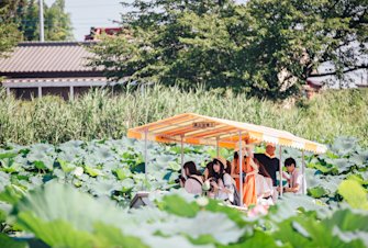 Jonuma Summer Lotus Flower Festival