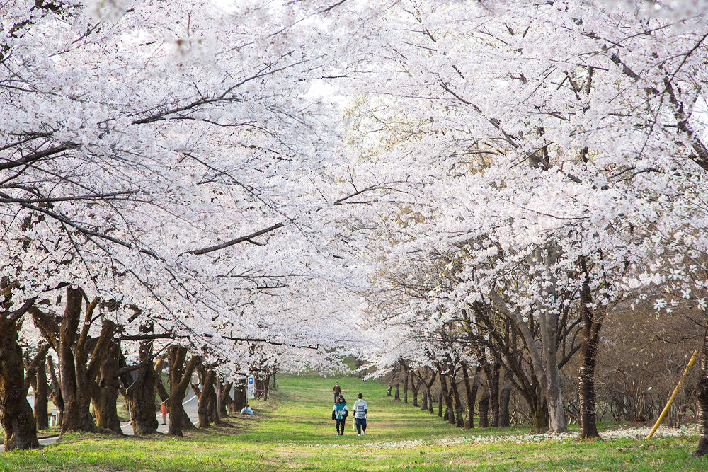 Six Vibrant Cherry Blossom Festivals