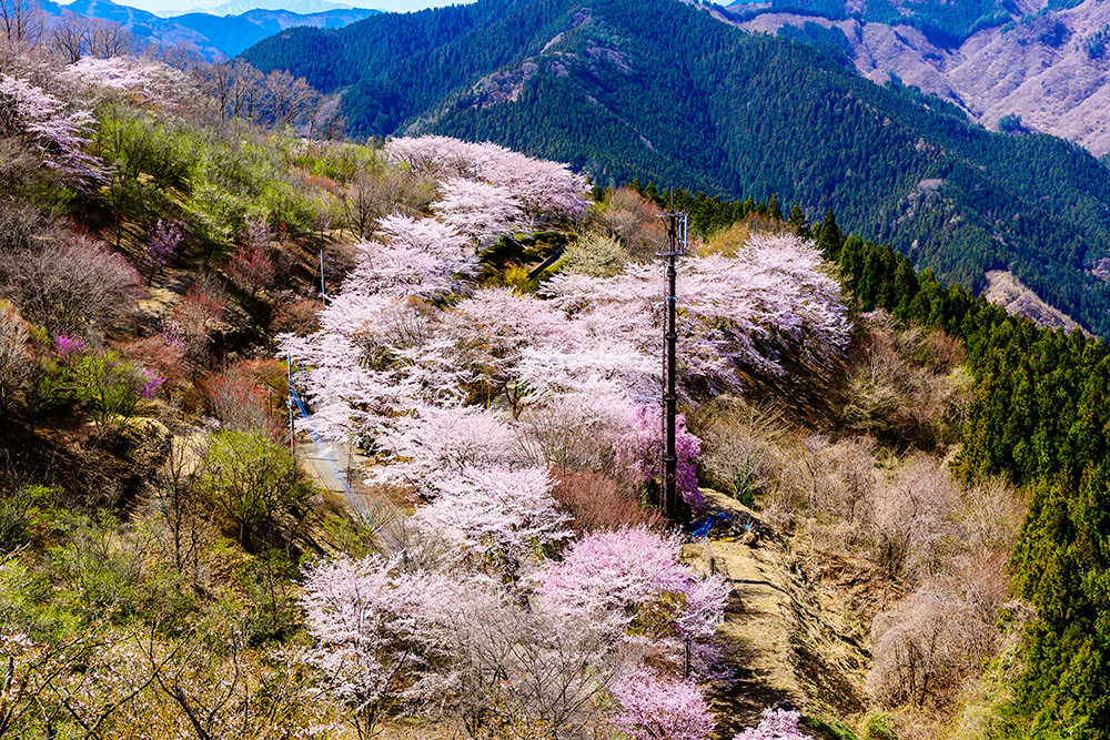 Sakurayama Park Winter Cherry Blossoms