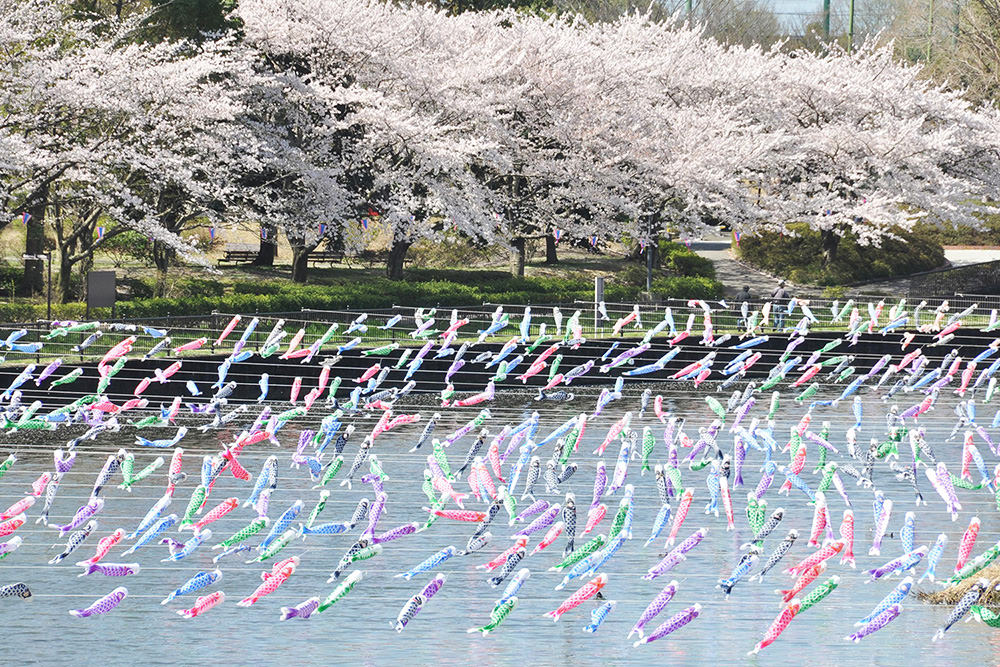 Tatebayashi Cherry Blossom Festival