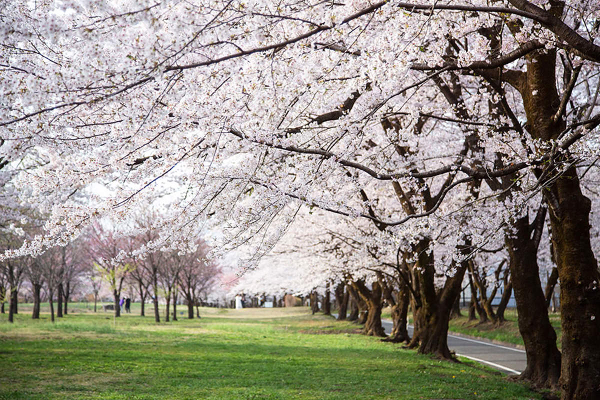 Akagi Nanmen Senbonzakura Cherry Blossom Festival