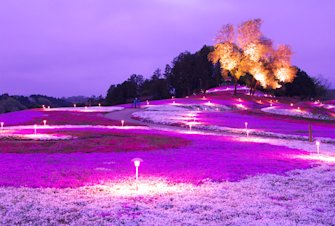 Misato Moss Phlox Festival