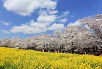 Akagi Nanmen Senbonzakura Cherry Blossom Festival