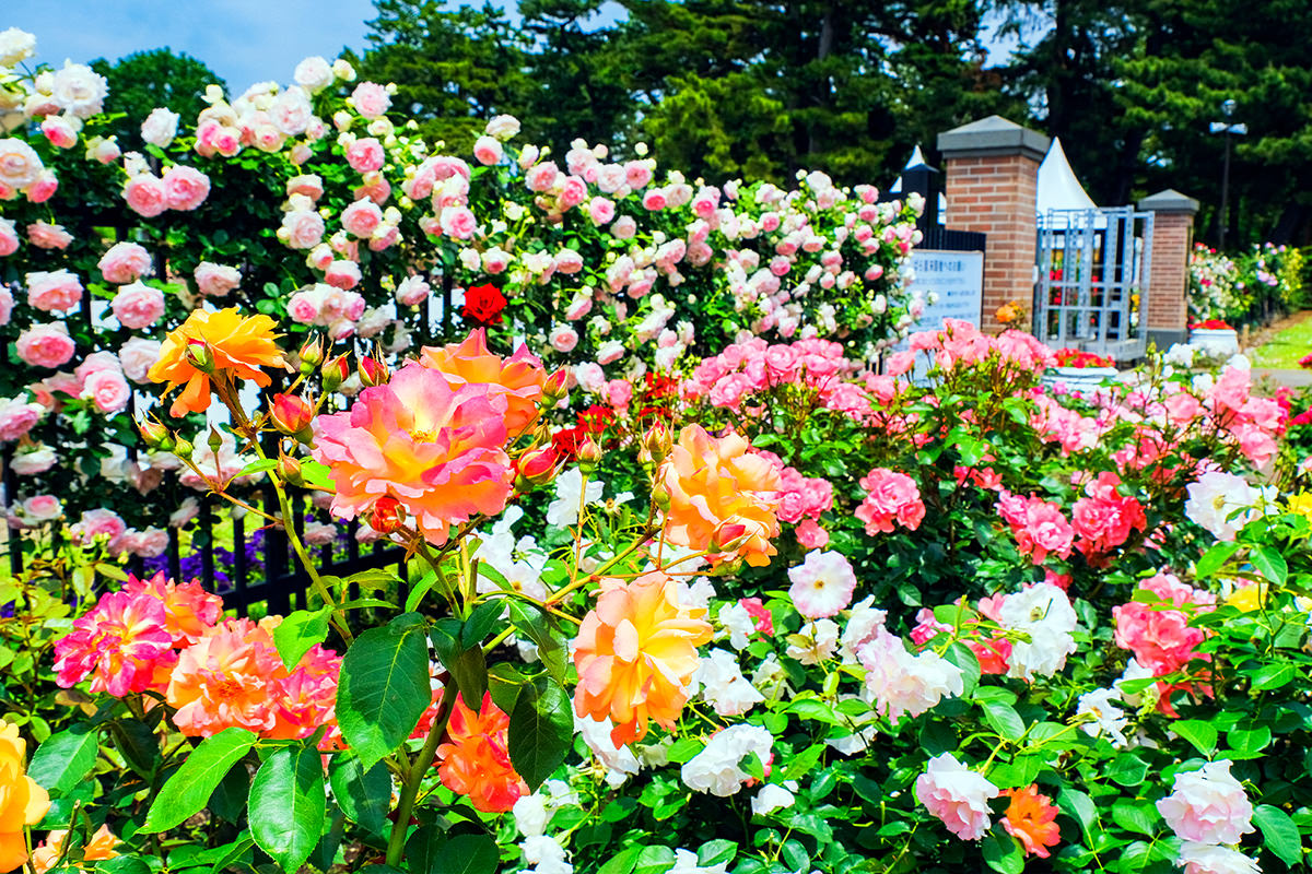 เทศกาลสวนดอกกุหลาบฤดูใบไม้ผลิที่สวนกุหลาบ Kadokura Techno ณ สวนชิคิชิมะ