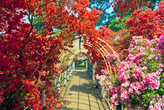 Azalea Festival at Tsutsujigaoka Park