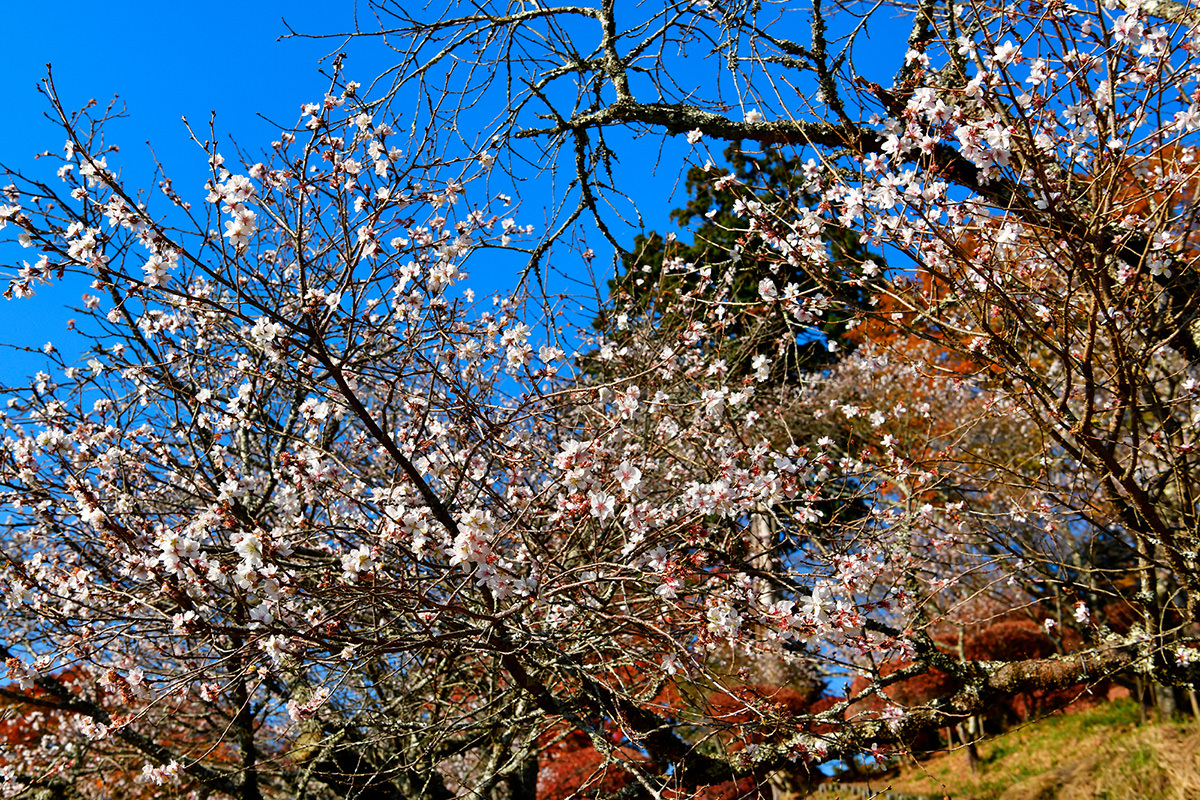 Sakurayama Park Winter Cherry Blossoms