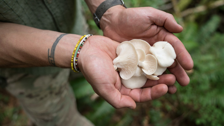 Mushroom Foraging Class