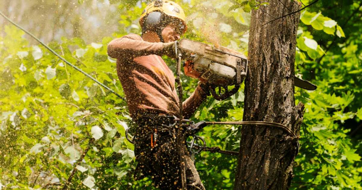 SEO Essentials For Sacramento Tree Removal Contractors