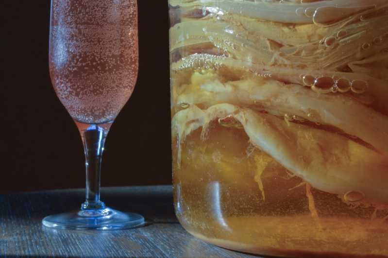 Close up of scoby fermenting inside a giant jar of kombucha 