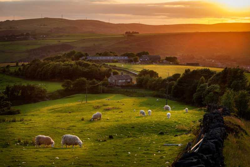 Beautiful English farm at sunset with sheep grazing 