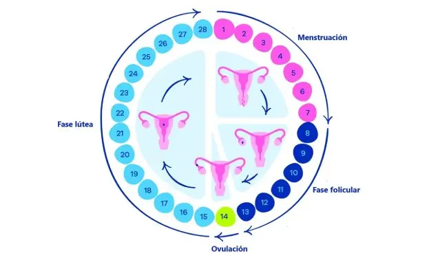 Fases del ciclo menstrual