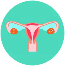 Formación del óvulo en el ovario