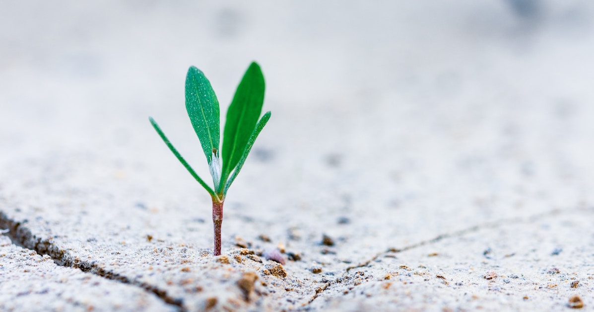 Muda de planta crescendo no chão