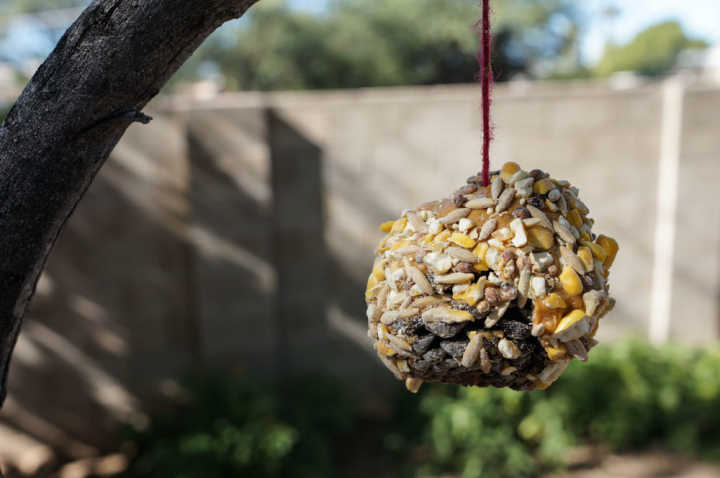 Nature School Project: Bird Feeders and Squirrel Feeders