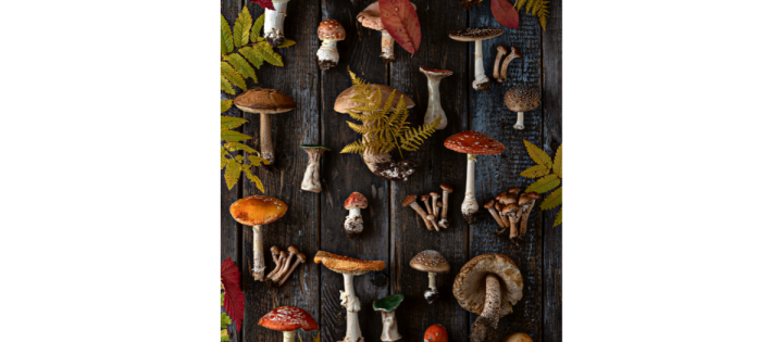 Nature School Project: Mushroom Spore Printing
