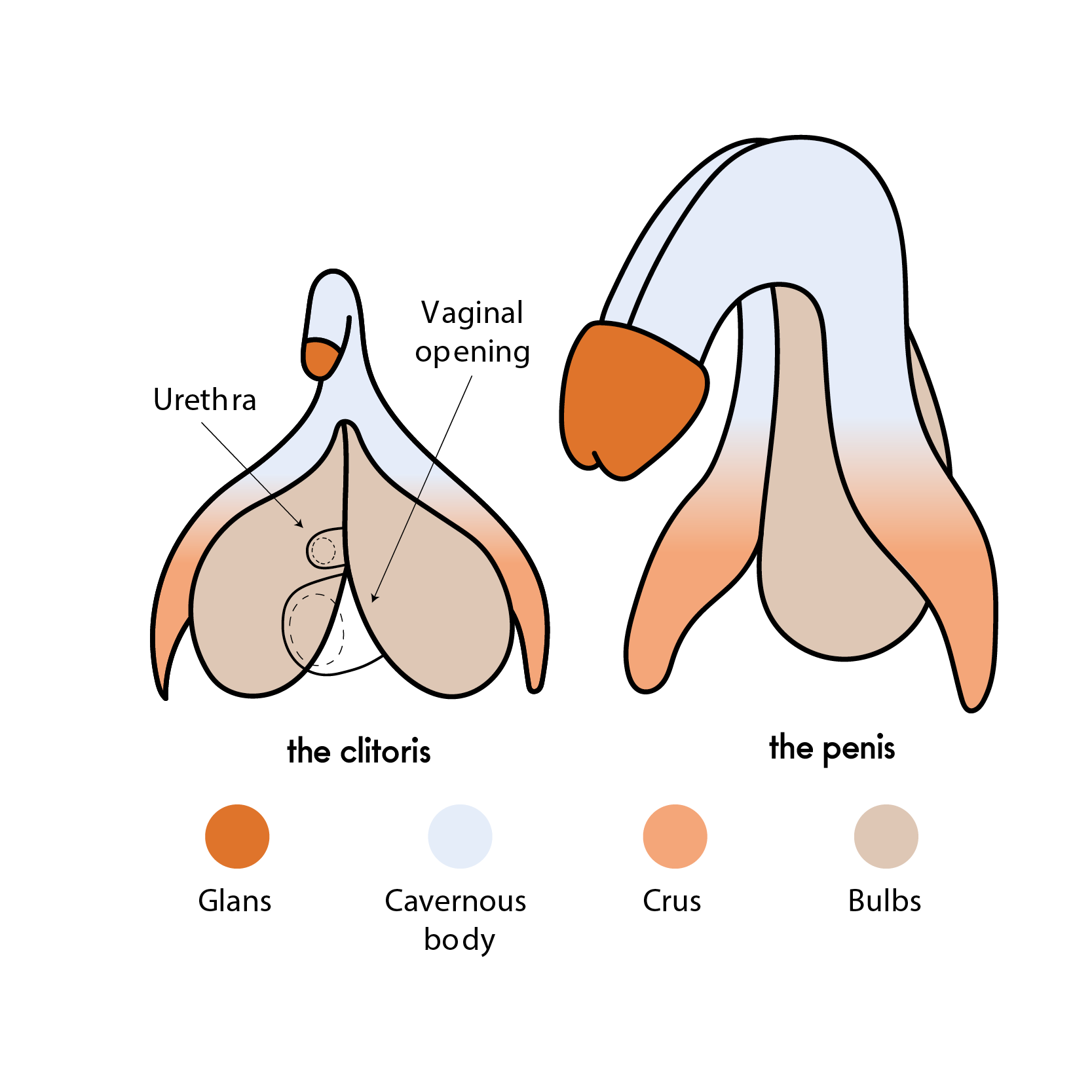 clitoris en penis (1)