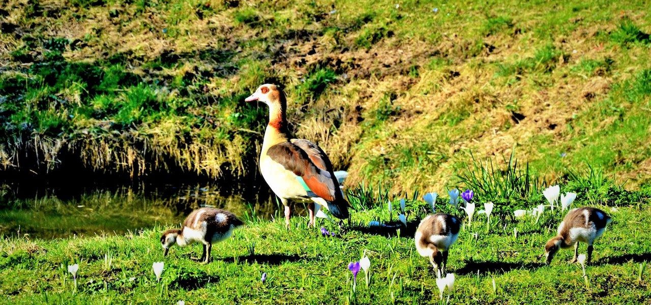 115adb8a-lente-explosie-in-de-natuur-door-zeer-hoge-temperaturen-1280x600