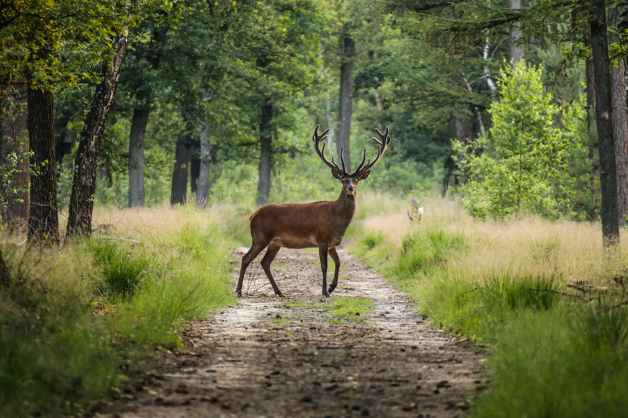 Edelhert op de Veluwe. Foto: Adobe Stock / OldskoolPhotography.