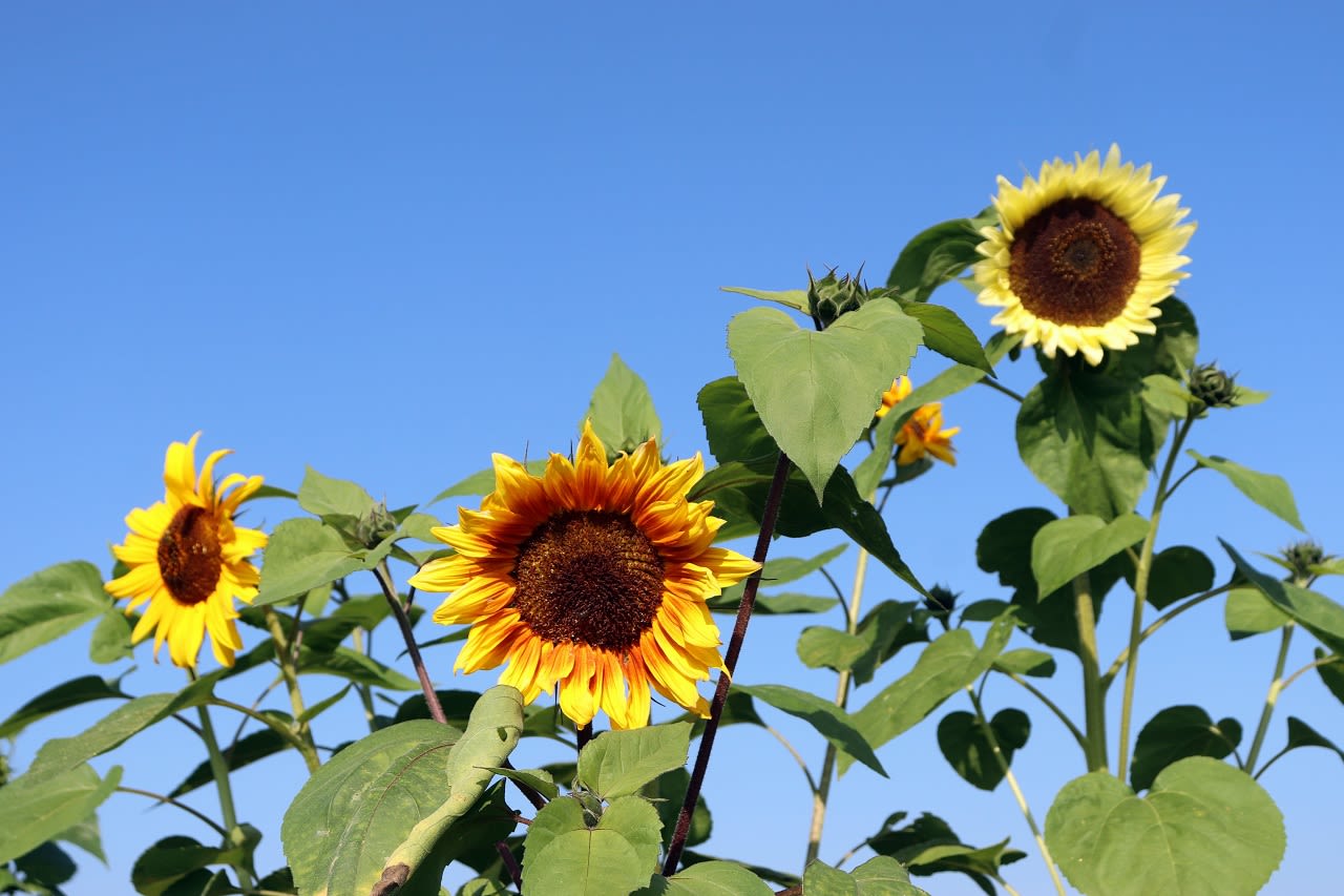 Nazomerweer, zonnebloemen