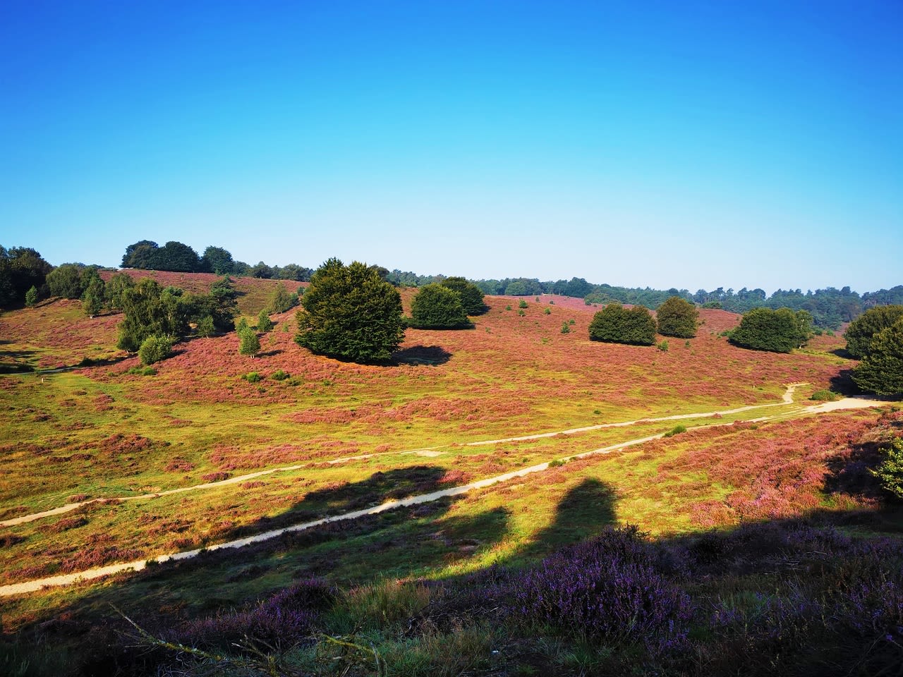 bloeiende heide, zonnige dag, nazomer, september,