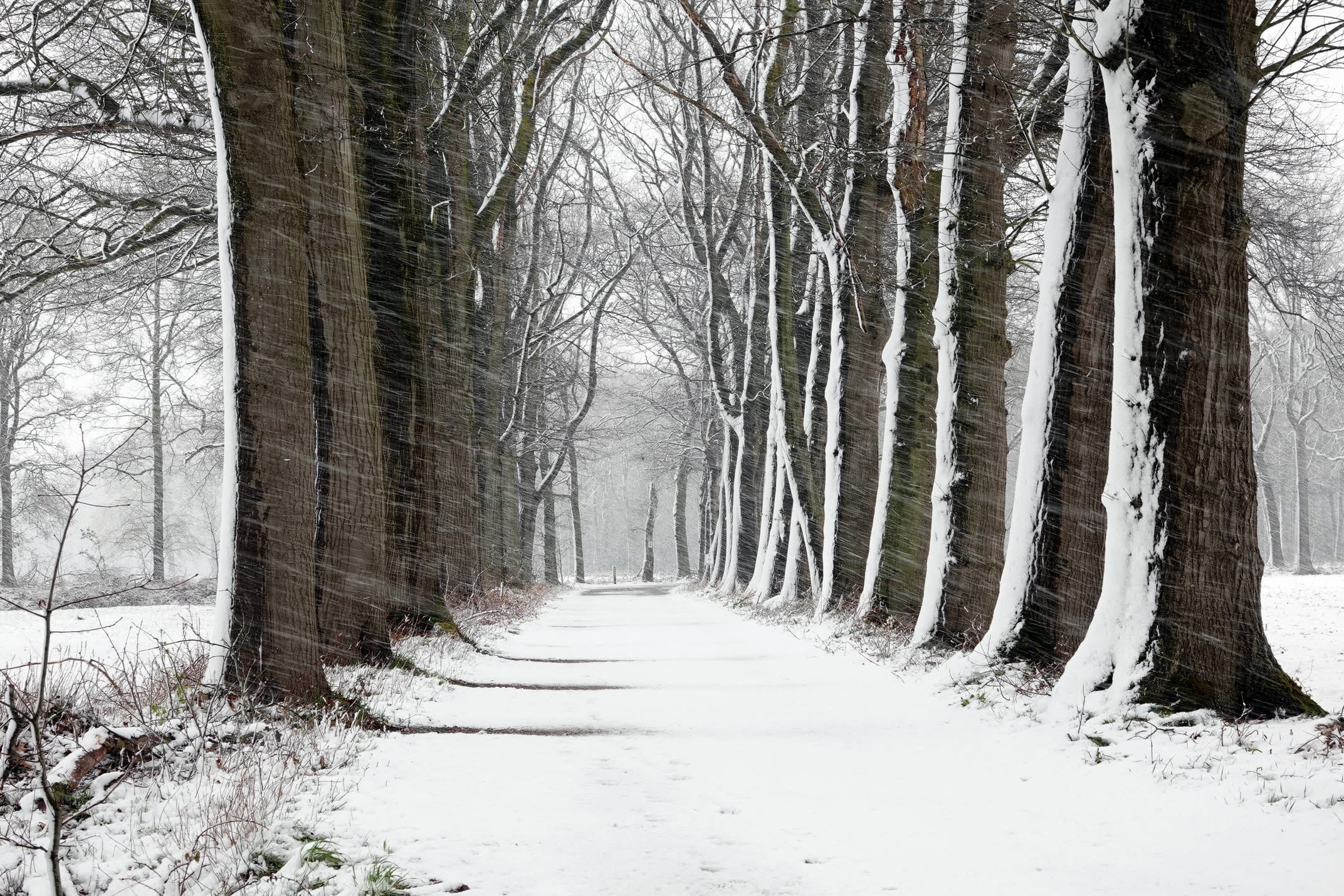 Sneeuw waait horizontaal tussen de bomen door op zeldzame sneeuwdag april 2021