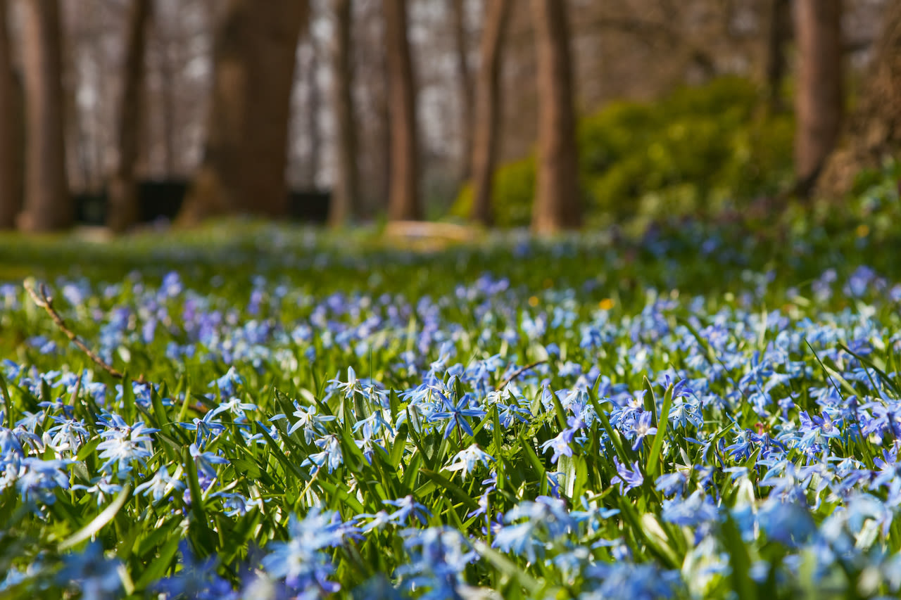 Hyacinten in een bos. Foto: Adobe Stock / Ivonne Wierink.