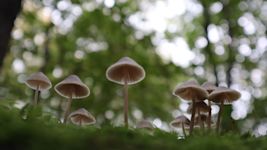 Weekverwachting: kust meer buien dan binnenland