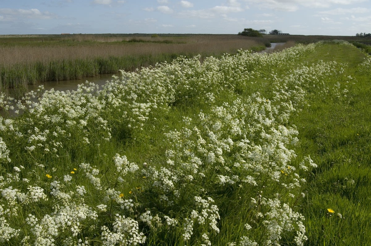 Fluitenkruid - natuurjournaal (bron: Saxifraga Jan van der Straaten)
