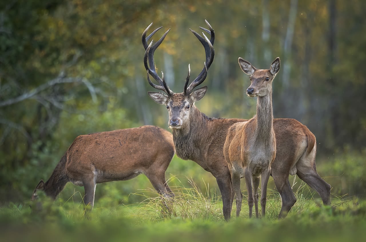 Herten, Veluwe