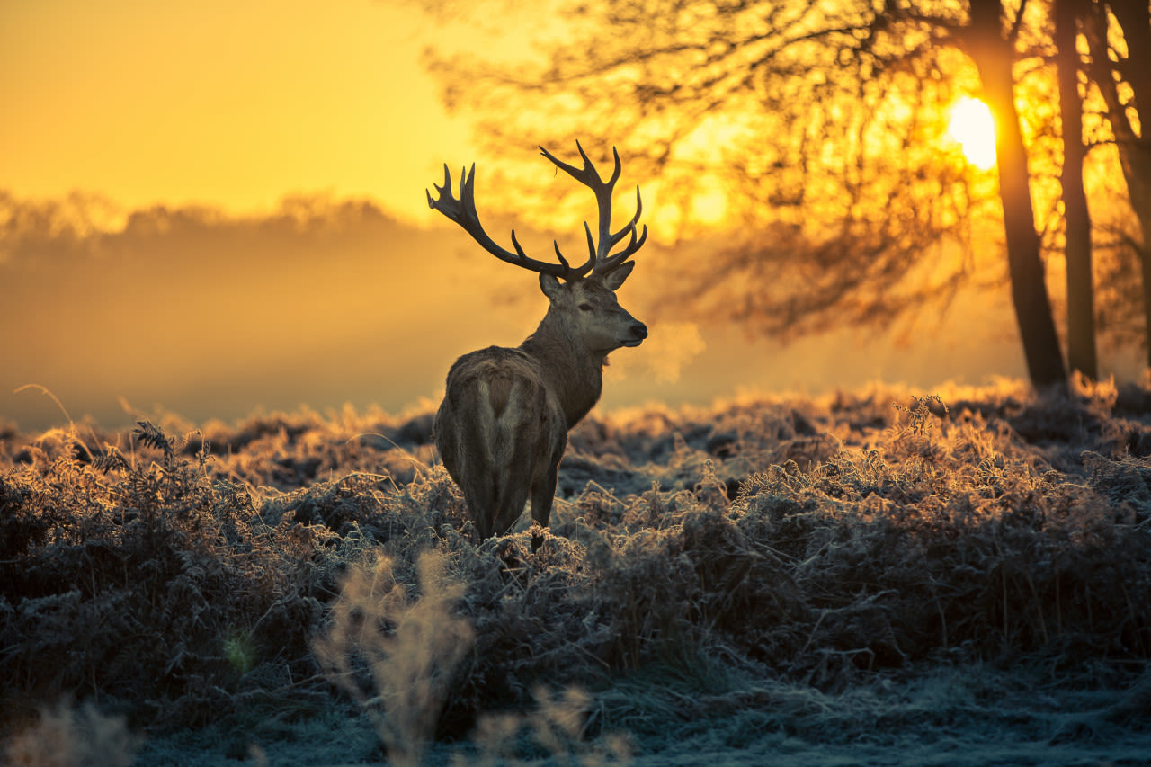 adobe-stock-arturas-kerdokas-hert-op-de-Veluwe