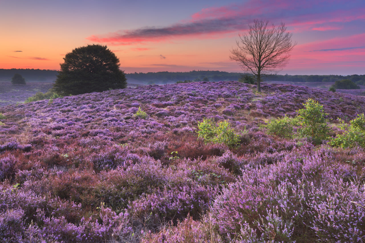 Adobe-stock-sara_winter-Heide-op-de-Posbank-in-vroege-ochtend