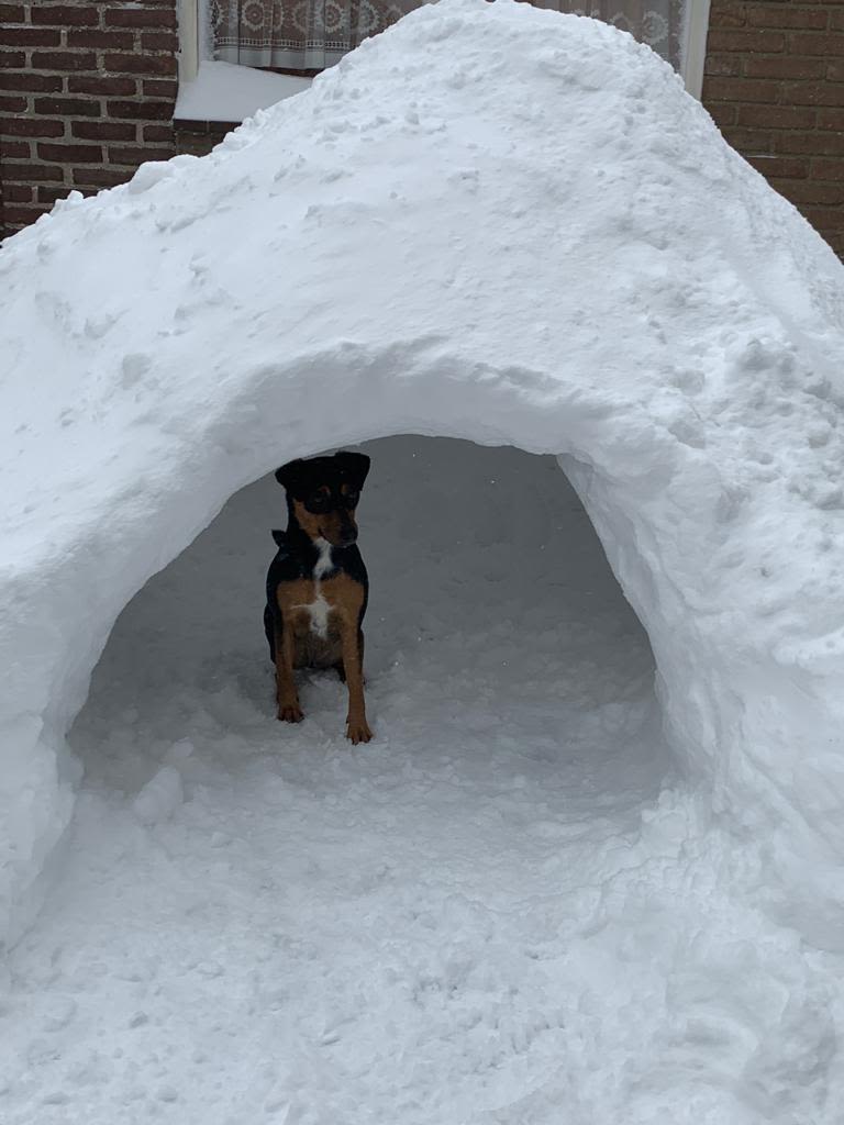 492816ea-tobias-damming-hondje-in-iglo