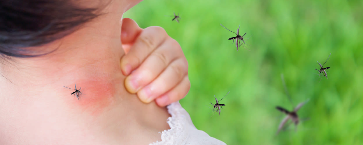 Steekmuggen. Foto: AdobeStock / Piman Khrutmuang