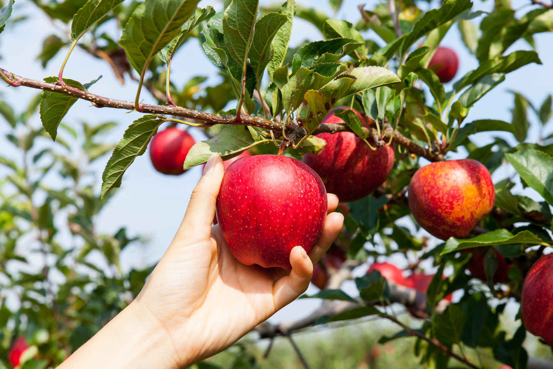 appel, september, tuinieren
