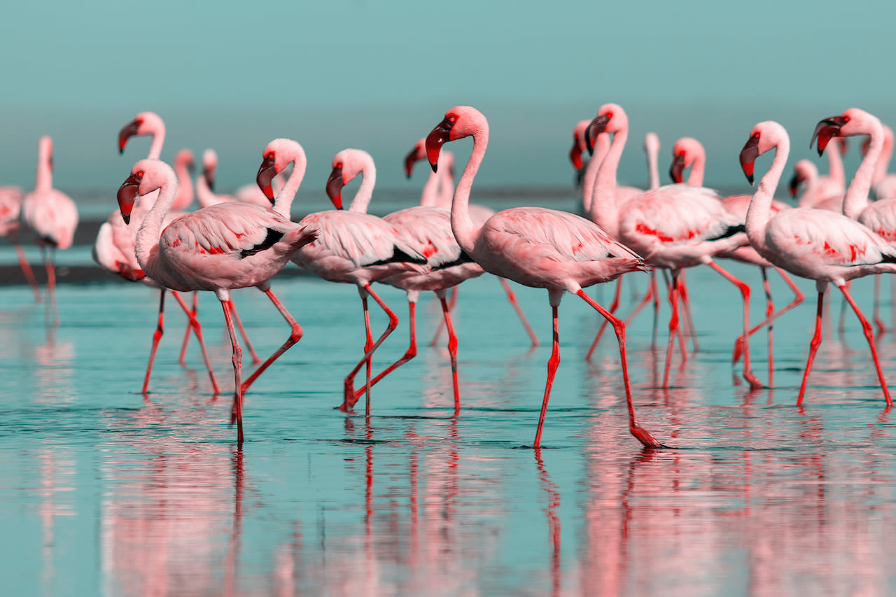 Flamingo